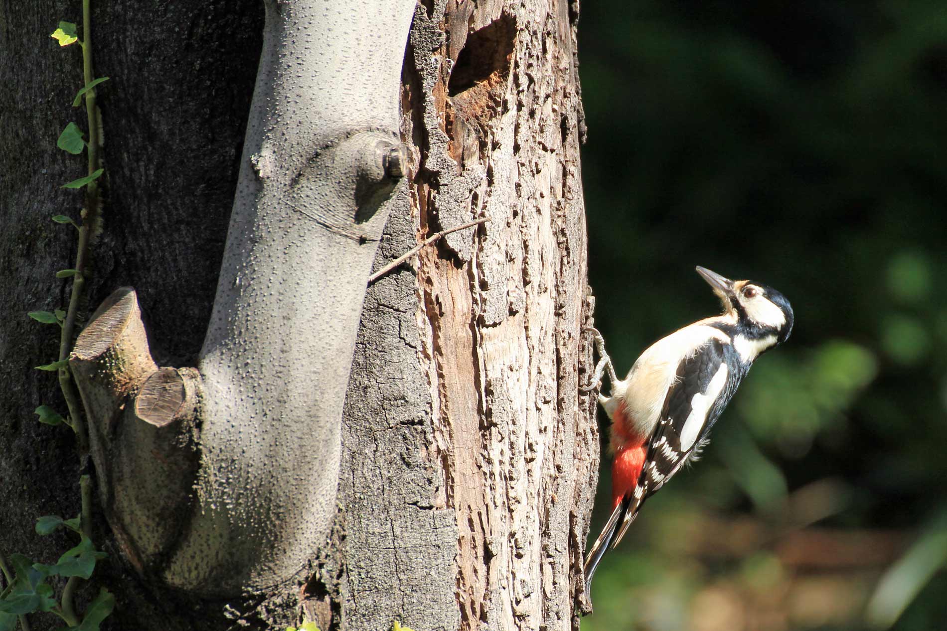 Picchio rosso maggiore.